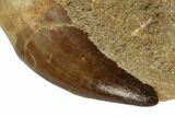 Rooted Mosasaur (Prognathodon) Tooth In Rock - Morocco #192506-2